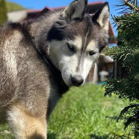 Husky-cabana Integrala *