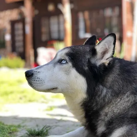 Chalet Husky-cabana Integrala *